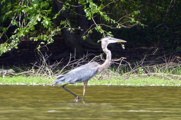 Blue Heron